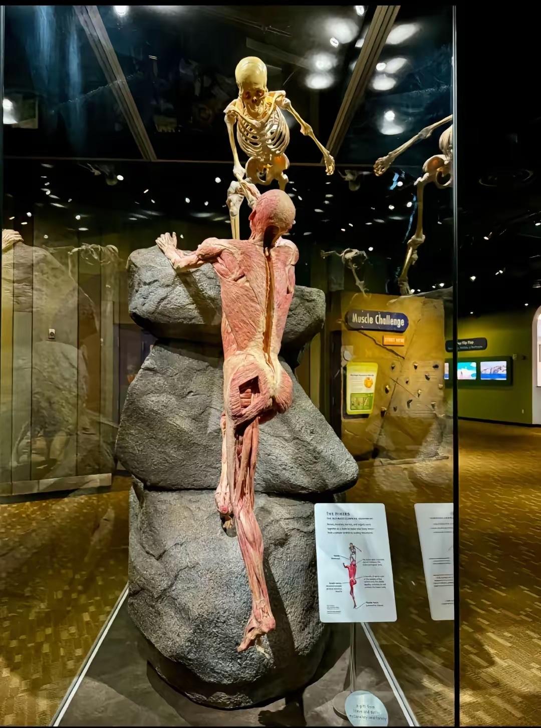 中国绝不允许这种“恐怖展览”横行！所谓塑化人体标本，根本不是什么艺术，而是披