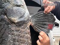 网传一视频，山东icon一男子养了十二年的巨骨舌鱼icon“寿终正寝”，这鱼是可