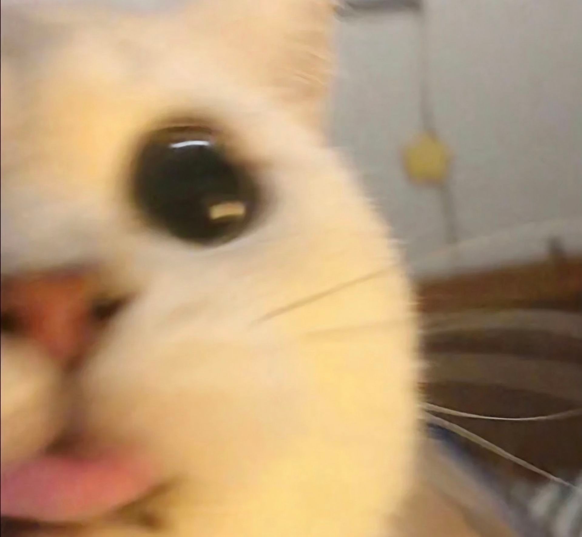 小猫可爱表情包​​​