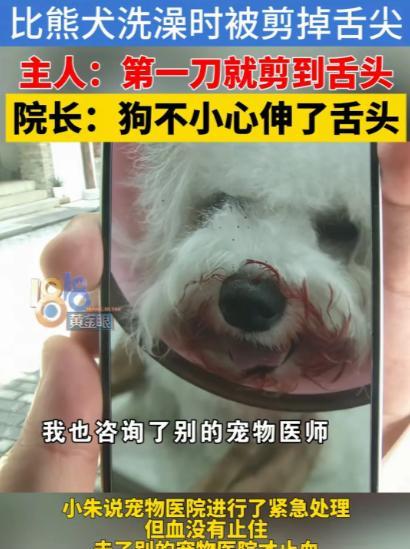 浙江嘉兴，朱女士超爱自家6个月大的比熊犬，常带它去修剪毛发。前几天去宠物店，意外