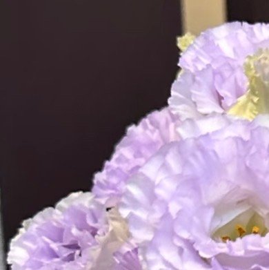 0000洋桔梗种植1、土壤调配建议使用疏松肥沃的微酸性土壤，可将腐殖土、泥炭土与