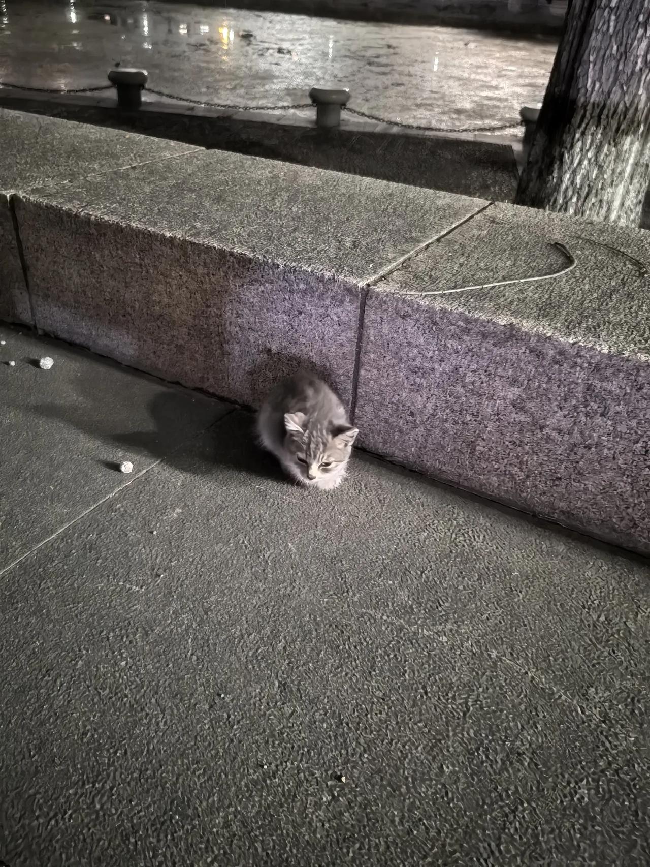 看看这小猫，多可怜！小小的一只蹲在哪里。我晚上去广场走步，路过它跟前朝我叫了一声