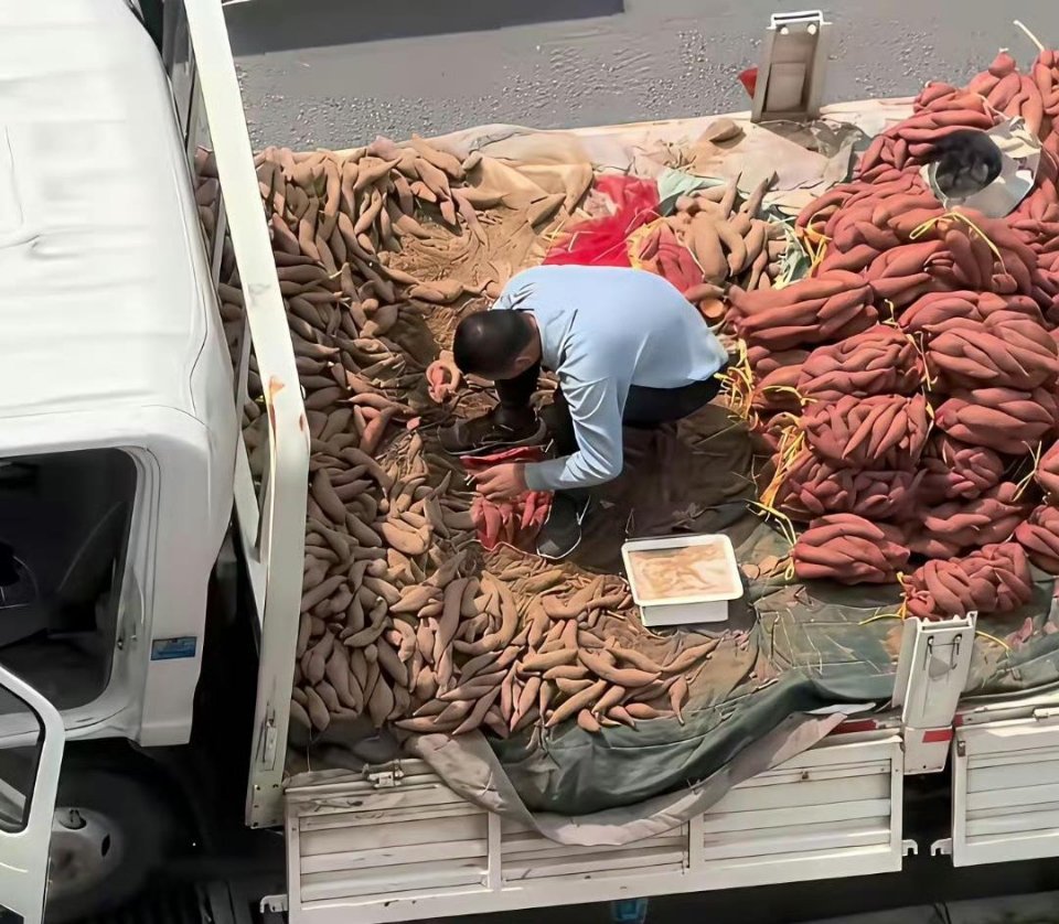 红薯为啥用红袋子？