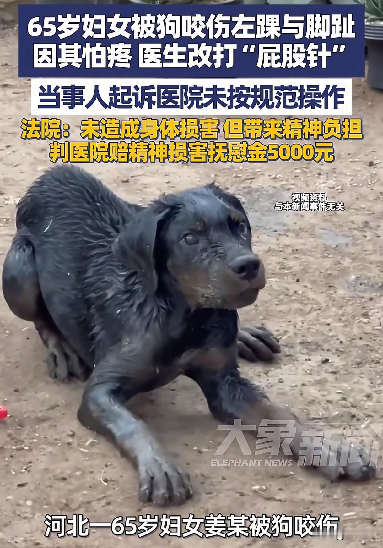 “好心当成驴肝肺？”河北，女子被狗咬伤左踝和脚趾，去医院治疗，本应该在伤口注射，