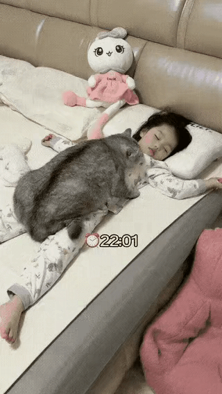 喵星人：我想做的事情，没有人能阻止我。