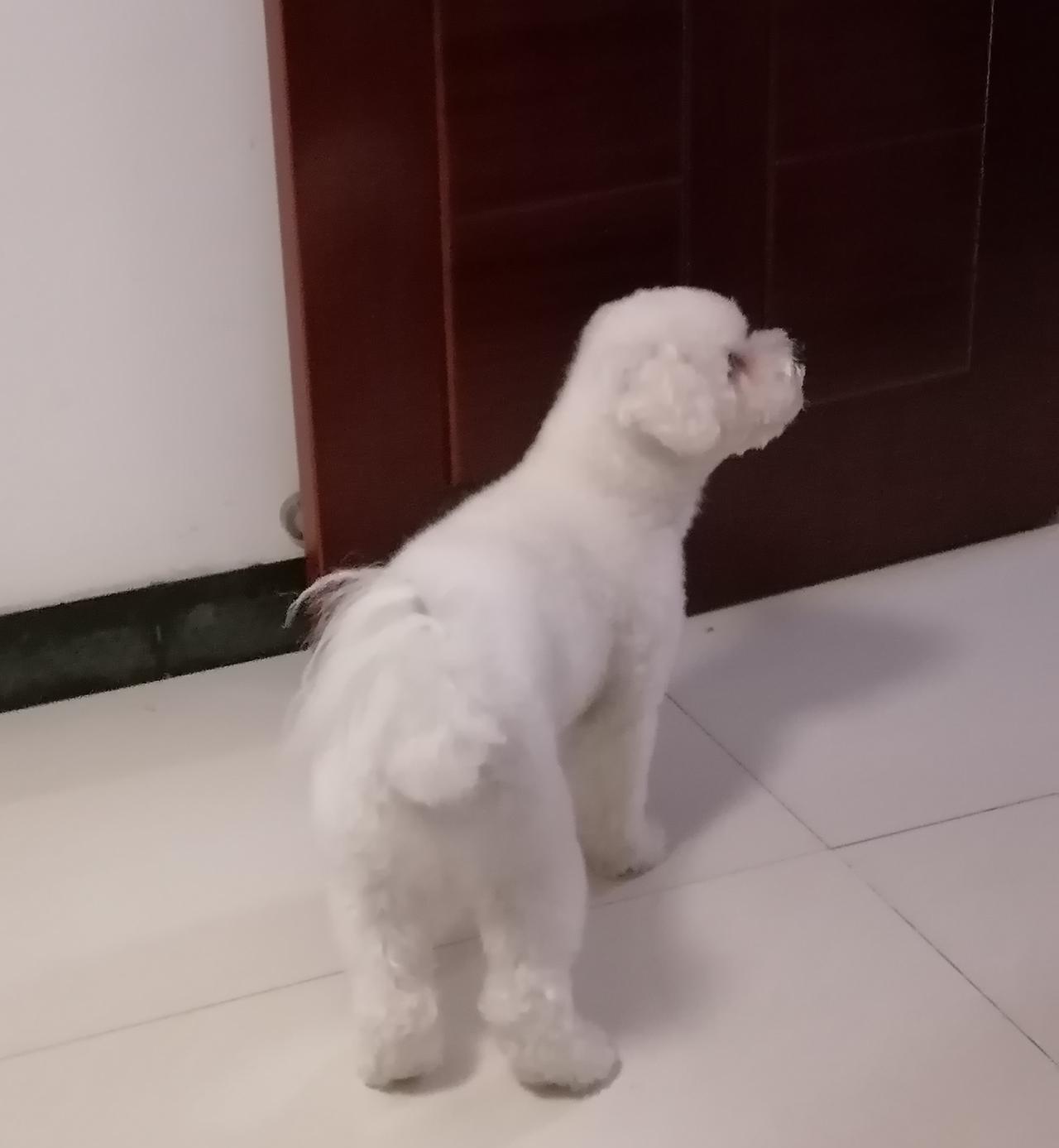 人与人不同，狗与狗也不同。昨晚带狗狗去宠物店洗澡了。不比不知道，一比吓一跳。宠