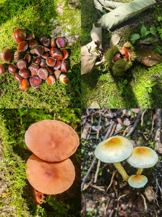 距西安2h！遛娃圣地🌿苔藓谷吸氧捡板栗