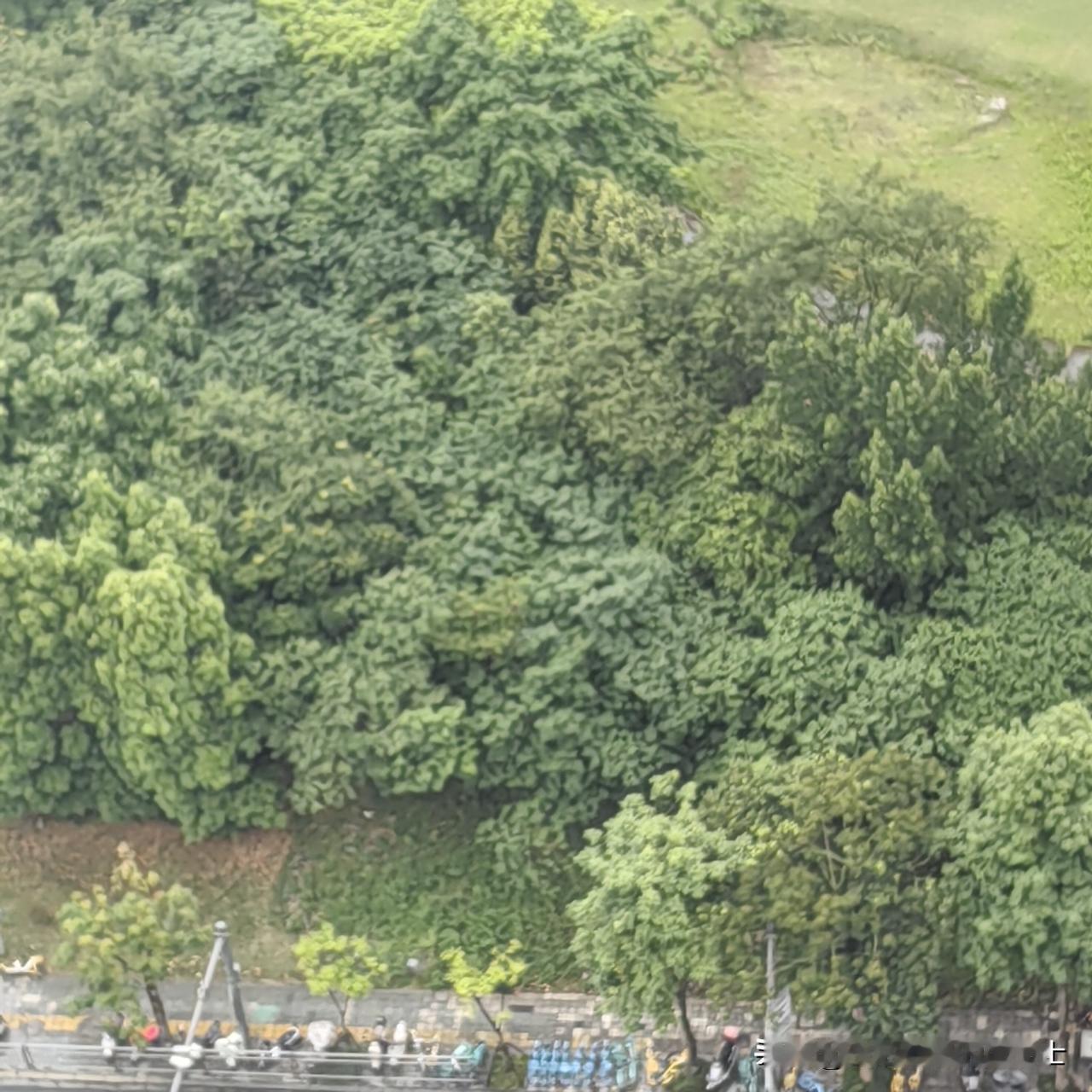 大家发现没？今年5月的成都，与往年气候不一样。没有春寒料峭，也没有骄阳似火，