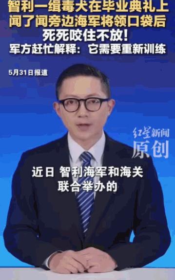 “这才是最优秀的缉毒犬！”在智利瓦尔帕莱索大区，一场本该庄重严肃的海军缉毒犬毕业