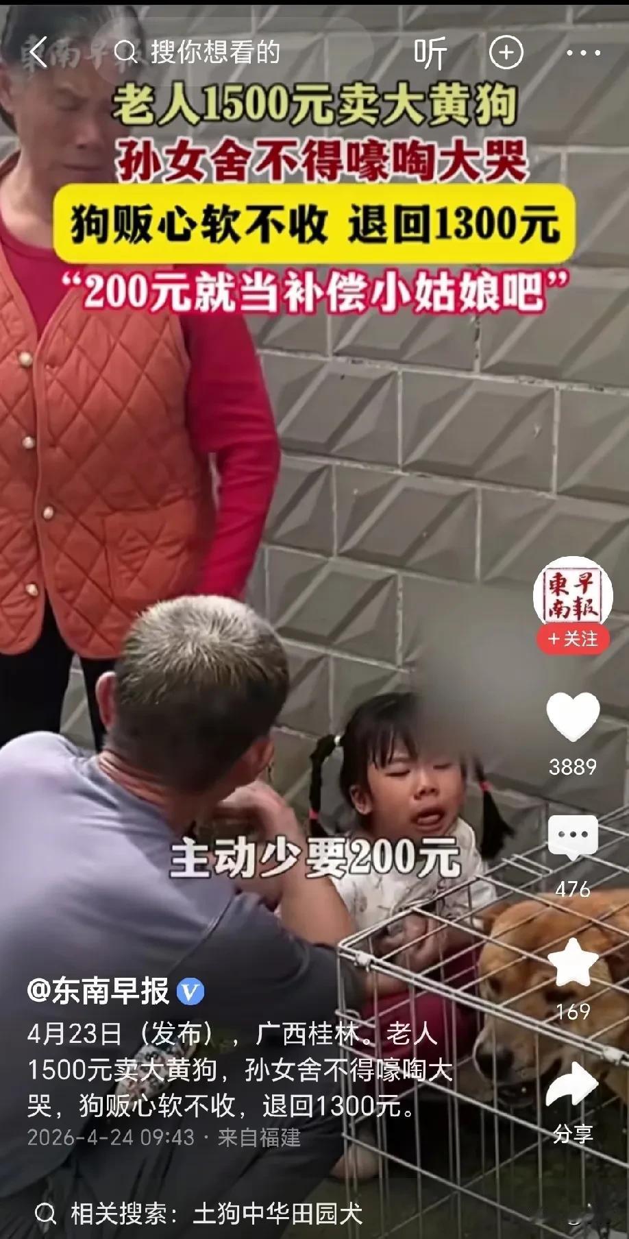 泪目了！广西，老人1500元卖掉家里的大黄狗，孙女舍不得大黄狗，嚎啕大哭，狗贩