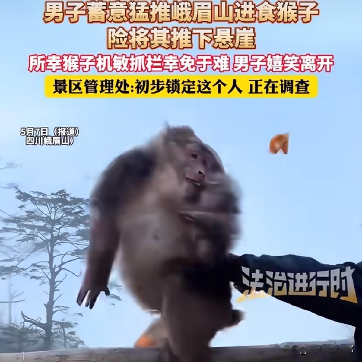 峨眉山猛推猴子的男子找到了，处罚也出来了。这名男子五一期间去峨眉山玩，