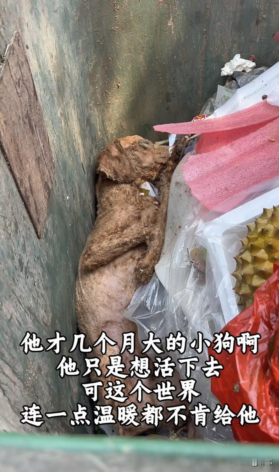 这天，一位小哥哥去散步，当他走到一个垃圾桶的时候。听到有狗狗微弱的呜咽声，于是他