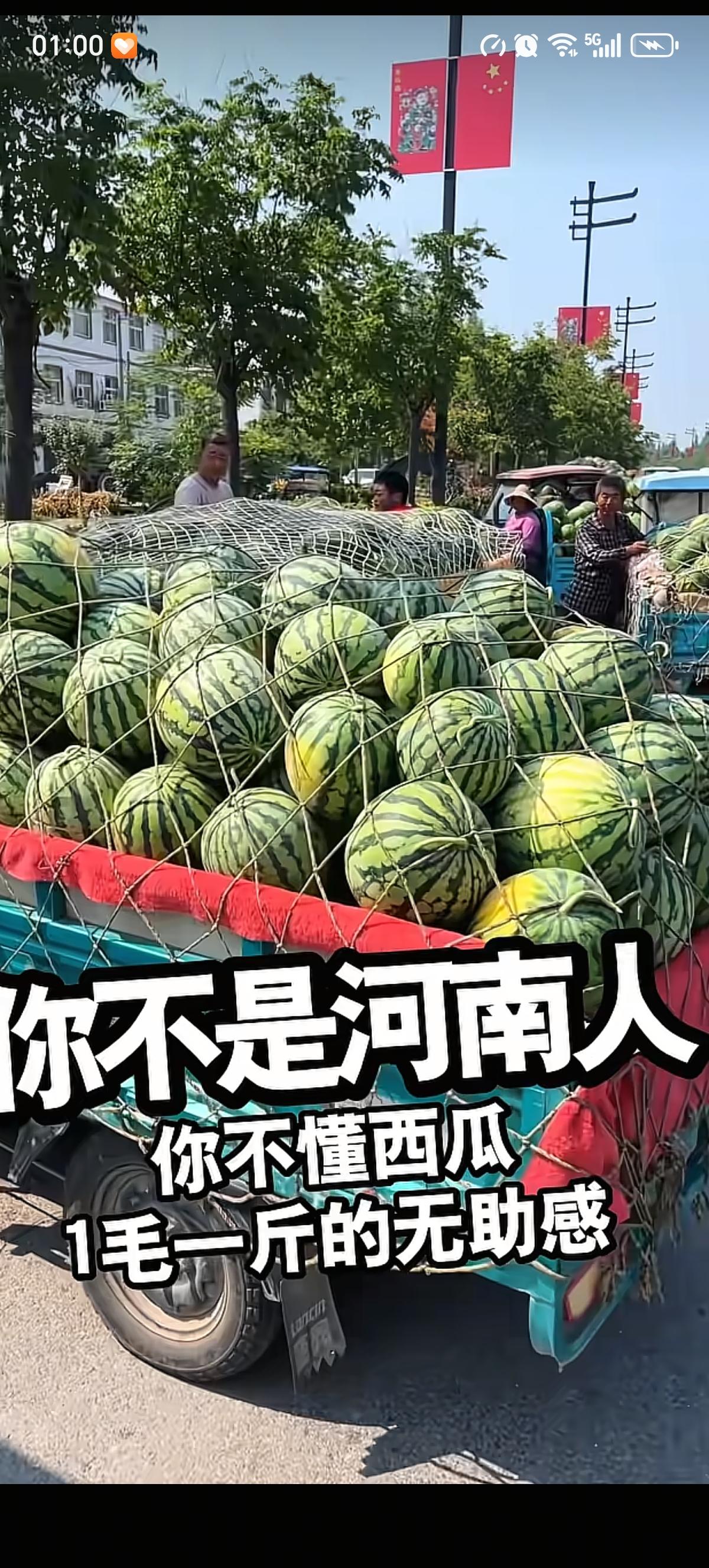 河南夏邑西瓜的大西瓜集中上市了，外地西瓜还能卖个一两块钱一斤，本地西瓜只能卖个一