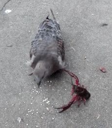 看到巨大的食物无法下嘴而绝望