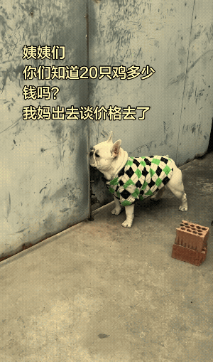 农村土鸡，150一只，那都是友情价。它知道它闯祸了，也知道也要挨揍了。可它此时