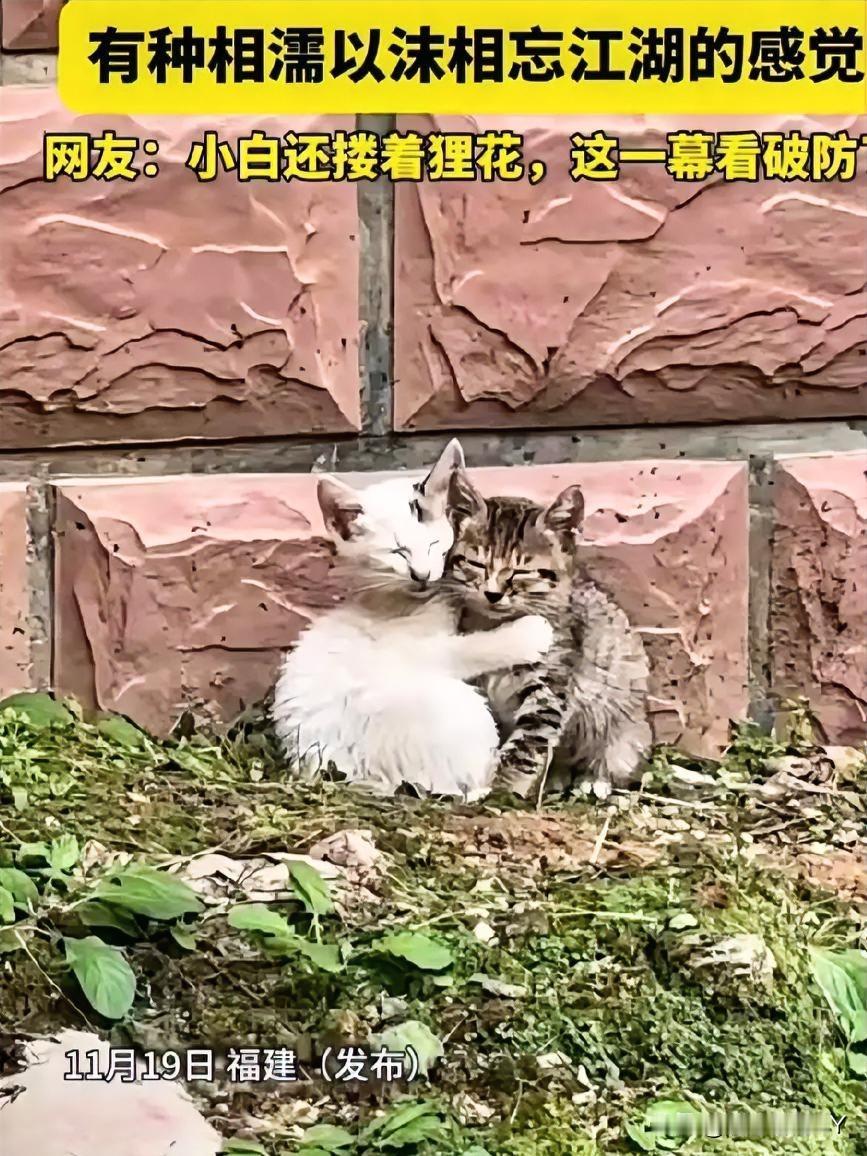 流浪猫的寒冬依偎，这一幕，让多少人红了眼眶？福建的冬日透着丝丝寒意，可这两只