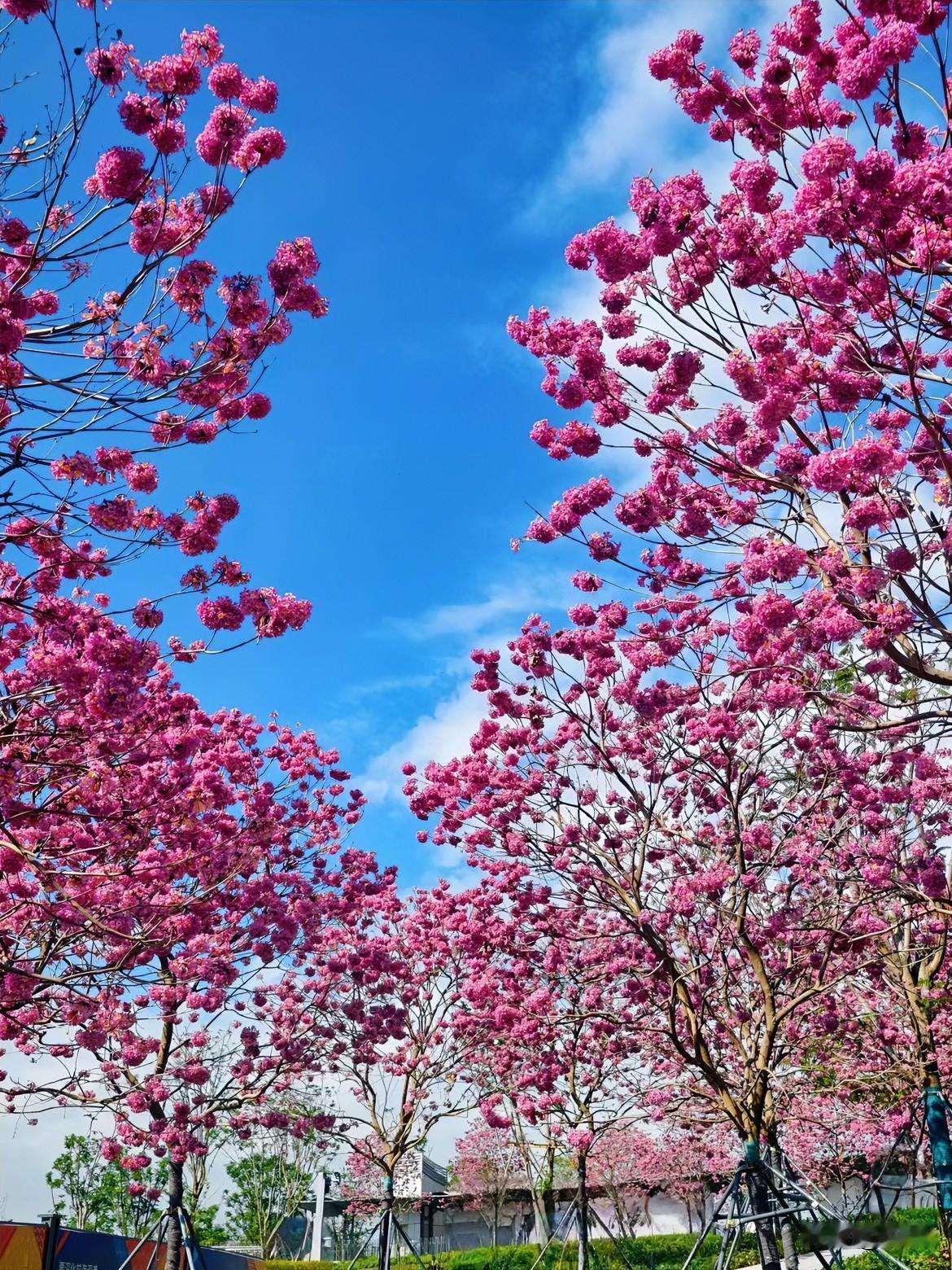 抬眼撞见这片粉花风铃木的花海时，心都跟着软下来了。湛蓝的天像被水洗过，粉艳艳