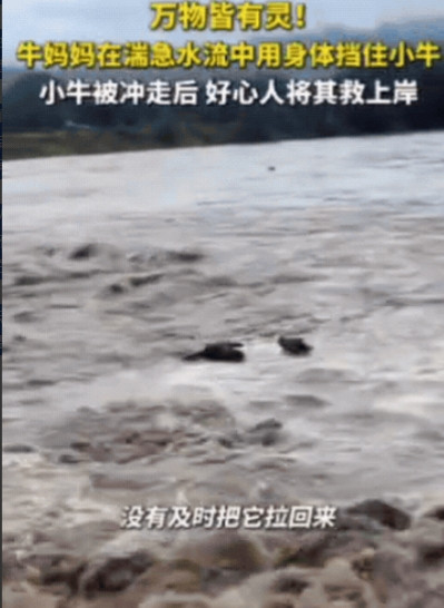太感人了！浙江，牛正在河边吃草，不料，河水突然暴涨，主人来不及拉回，母牛和小牛就