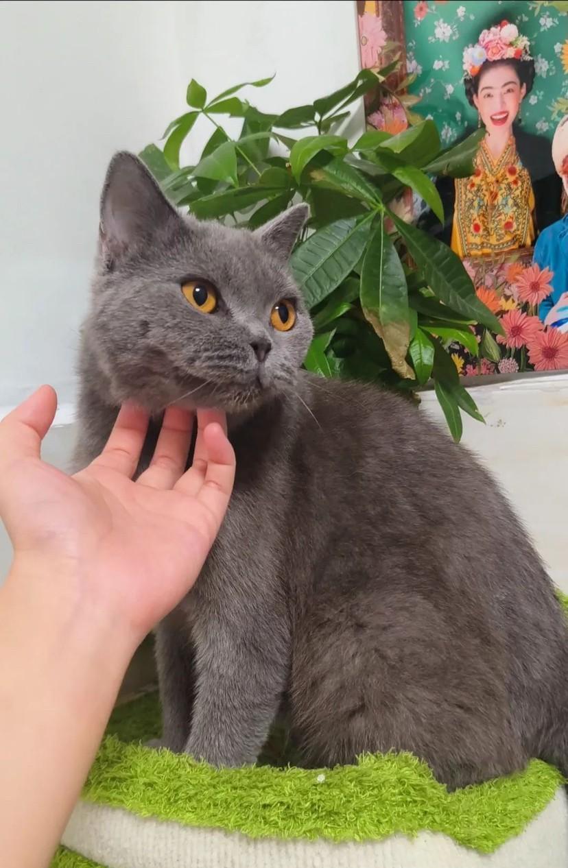 这只猫送给闺蜜两个多月了，前天晚上下大雨又自己跑回家了，闺蜜家距离我家整整7公里