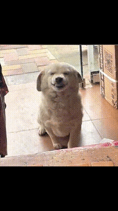 流浪狗小心翼翼走进店里，没有乱叫，没有乱撞，只是仰着头，嘴角微微咧开，像在对着老