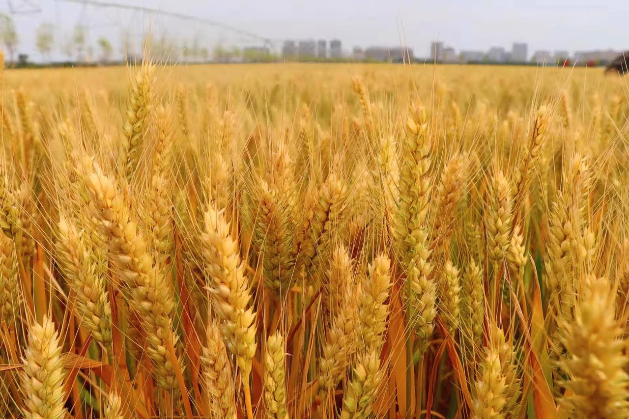 夏雨荷花艳；秋风麦穗黄。