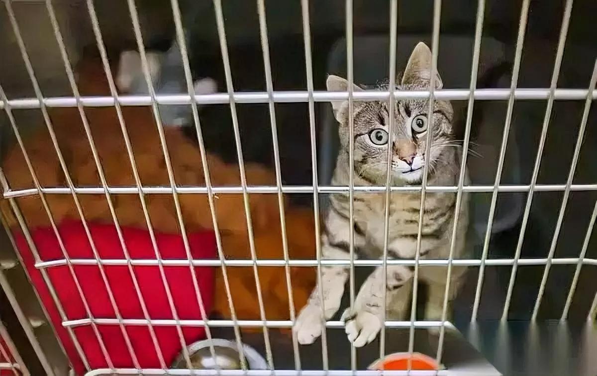 刷到条视频，我手都攥紧了——几只流浪猫被倒吊着，脖子上插着针管，抽得瘫软了还