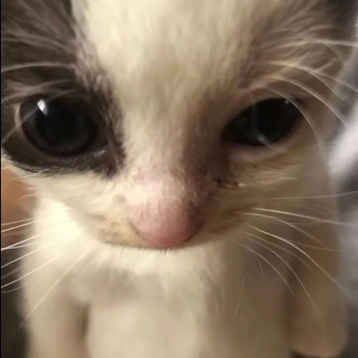 share头像分享｜小猫咪可爱头像