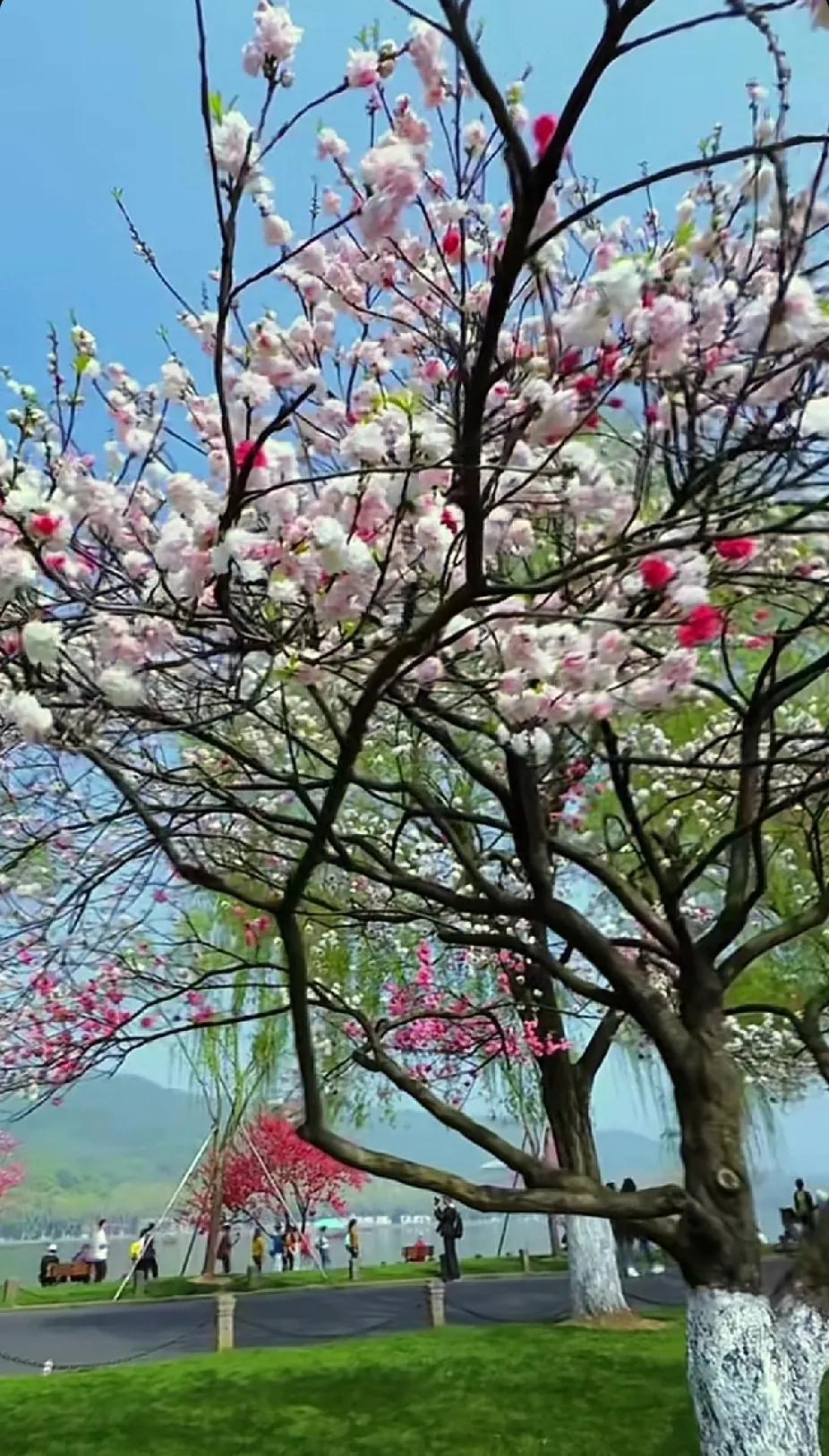 樱花树下，春光无限好，快来打卡吧！春日风景打卡美景树花开赏樱胜地打卡赏花打