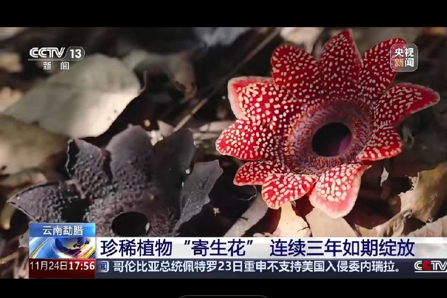 雨林深处的“寄生奇迹”：连续三年绽放的生命密码近日，云南勐腊县自然保护区的