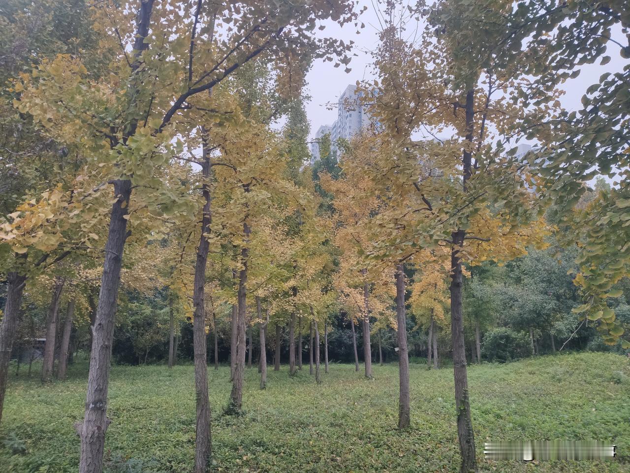 层林尽染，秋色之空！初冬之秋景随手拍黄叶美景城市风景随遇拍随手拍冬季景色