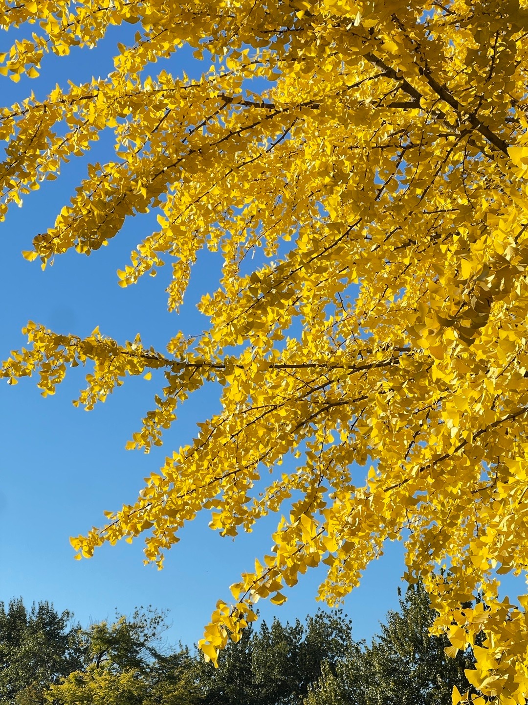 故宫角楼的秋  用镜头定格北京最美之秋摄影