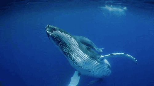 【弓头鲸活200岁的秘密】人类百岁已是高寿，但在弓头鲸面前简直是小巫见大巫。它们