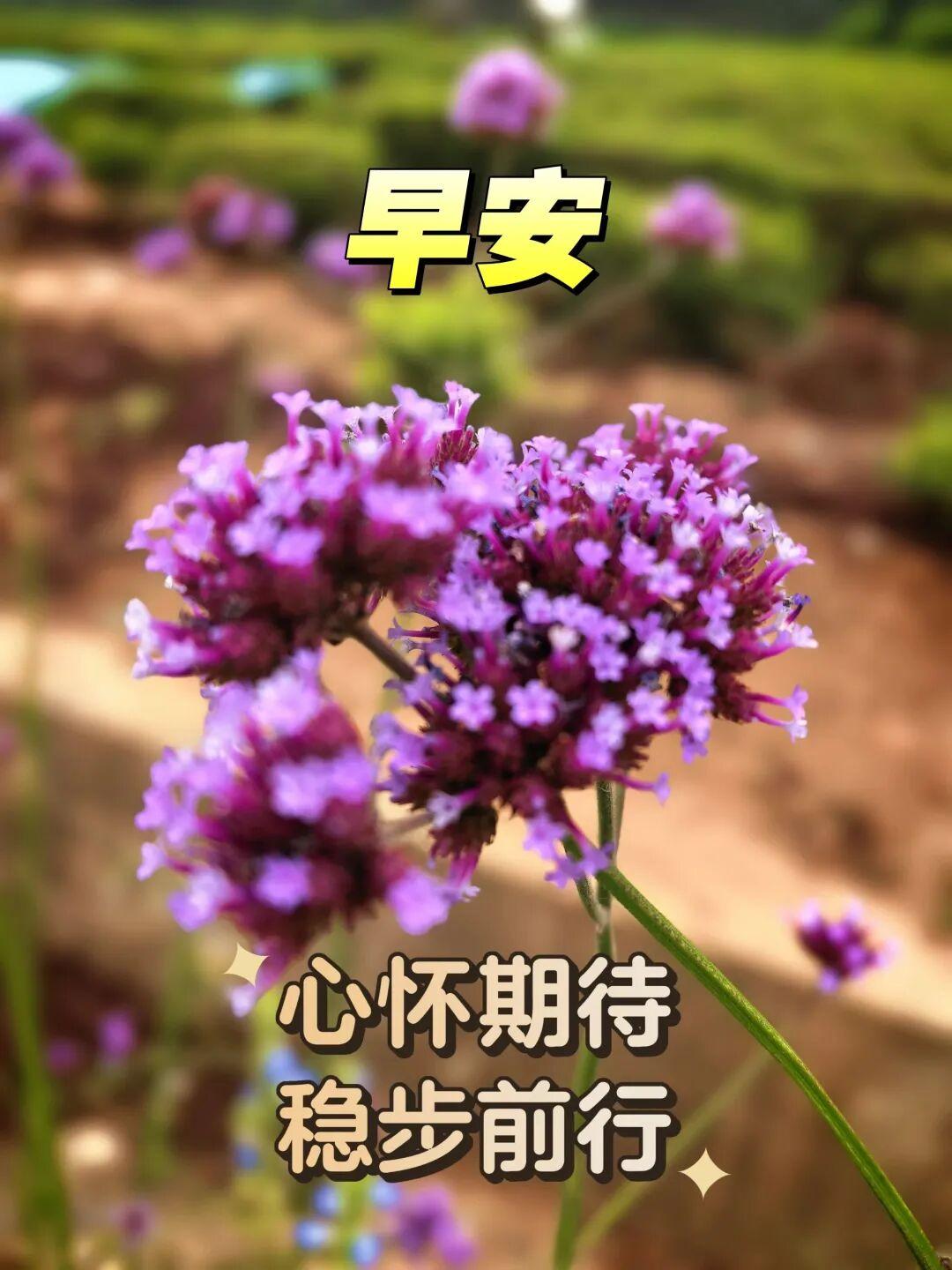清晨到，阳光照，鸟儿枝头喳喳叫。伸个懒腰精神好，烦恼忧愁全忘掉。愿你天天没烦恼，