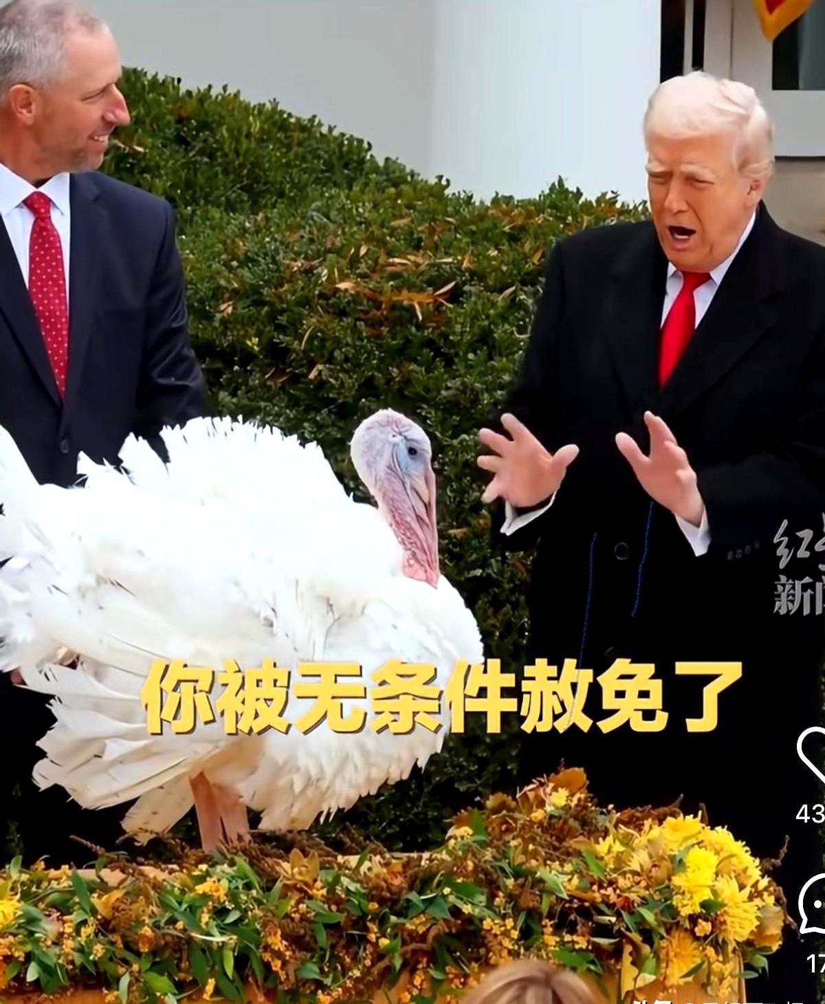 不得不说特朗普是真有综艺感，比拜登有趣多了！他把感恩节赦免火鸡这个正经事儿，