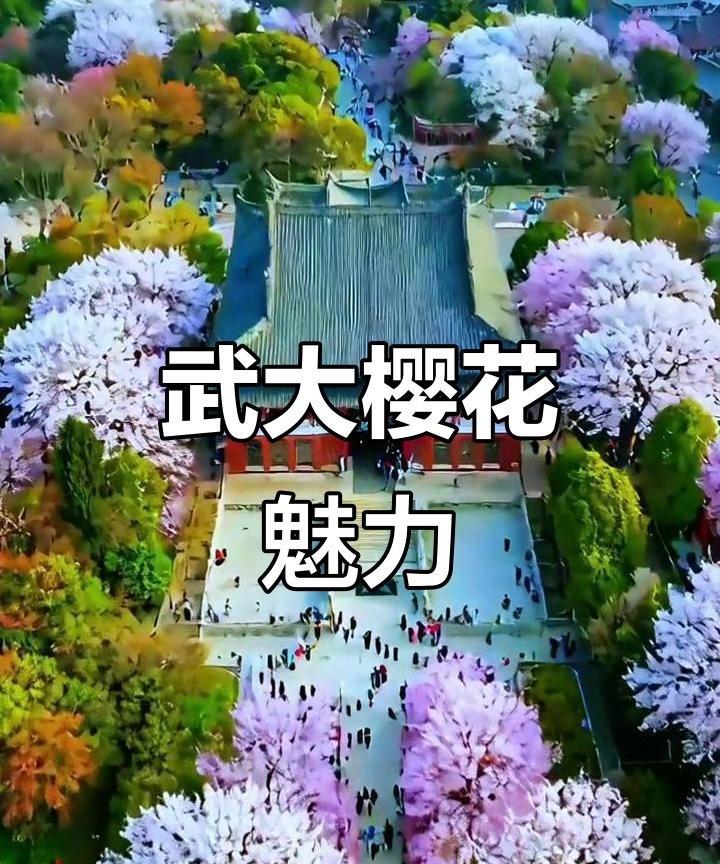 整顿武大，从樱花树砍起！一直以来，樱花树就是武大的一个重要景观和话题点，武大也