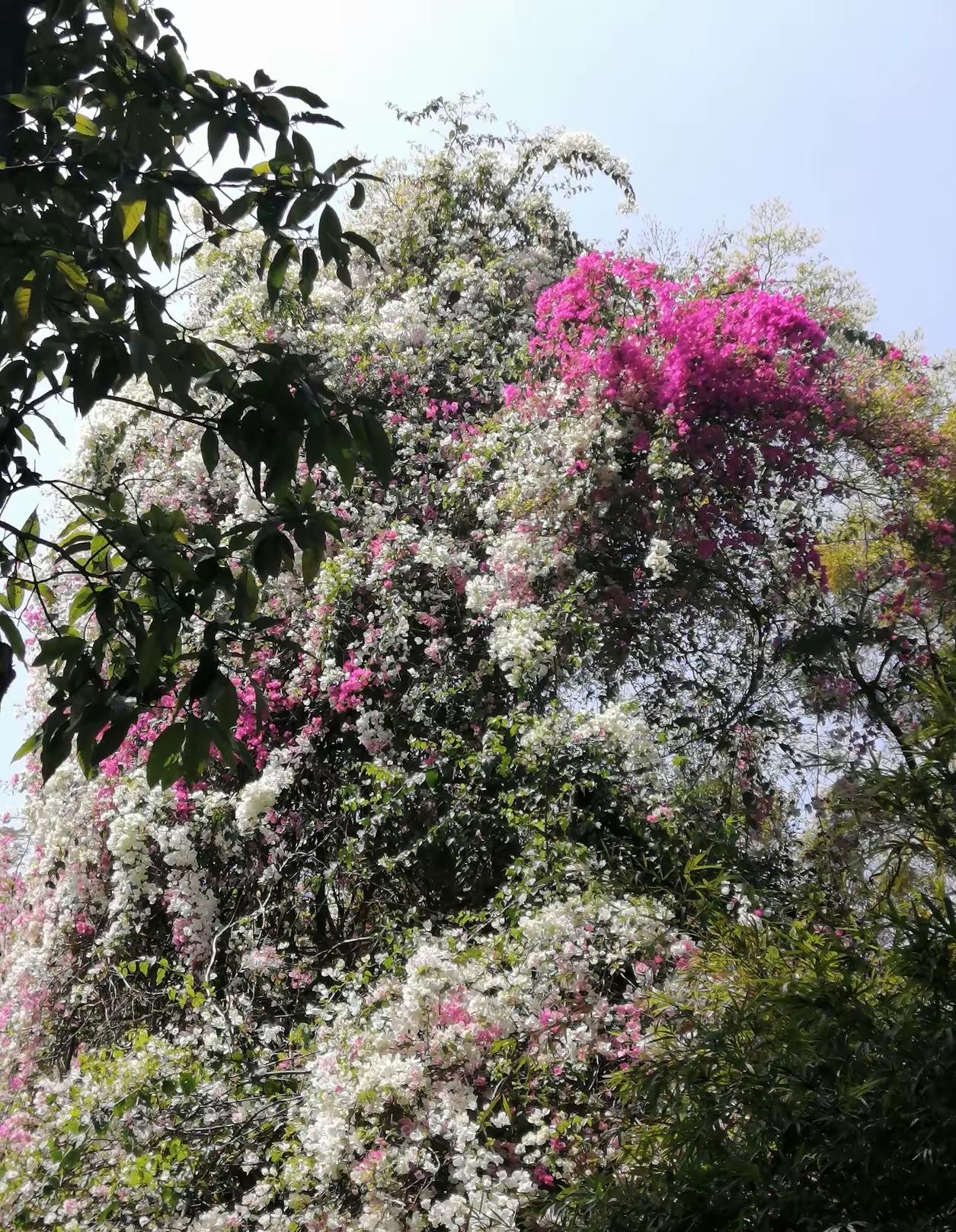 在农村待久了就发现，评判一个人混得好不好，居然不看卡里余额，只看清明节扫墓的阵仗