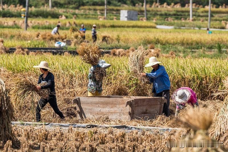 今天是八月十八民间俗语有冷不冷，全看八月十八。收不收、能不能发家，也看八月十八