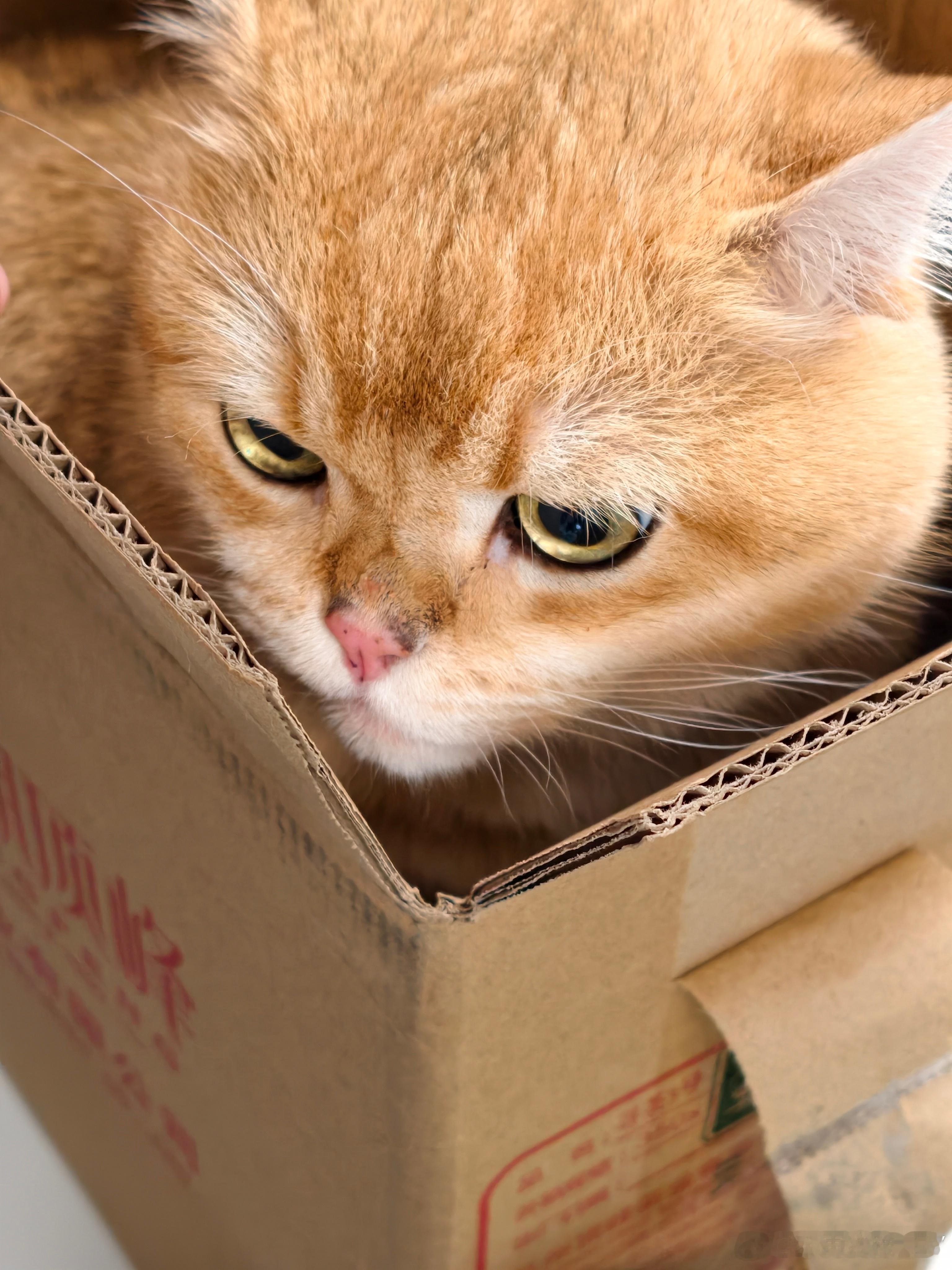 它怎么自己钻箱子里了，是有安全感吗金渐层萌宠