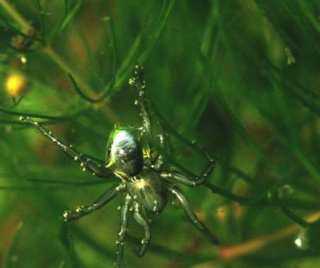 十种生活中少见的剧毒蜘蛛, 有些还长得萌萌哒