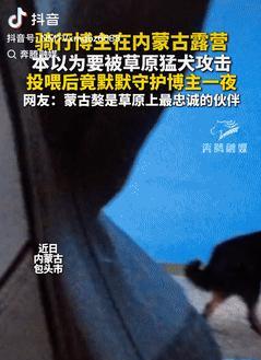 太有灵性了！内蒙古包头，一男子晚上露营时，突然遇到了两只大型猛犬，看到它们在翻垃