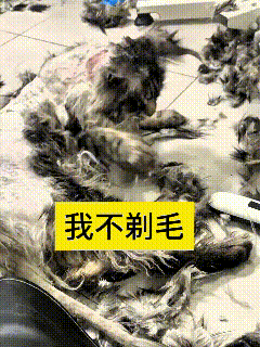 这个视频我看了好几遍，看着真是让人揪心。天热想着给长毛猫咪剃毛凉快些，谁知道中
