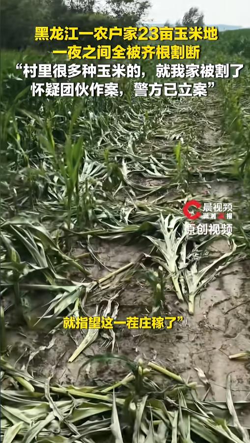 “太缺德了！”7月14日报道，黑龙江，一女子发现自家23亩玉米地，还没结棒呢，一