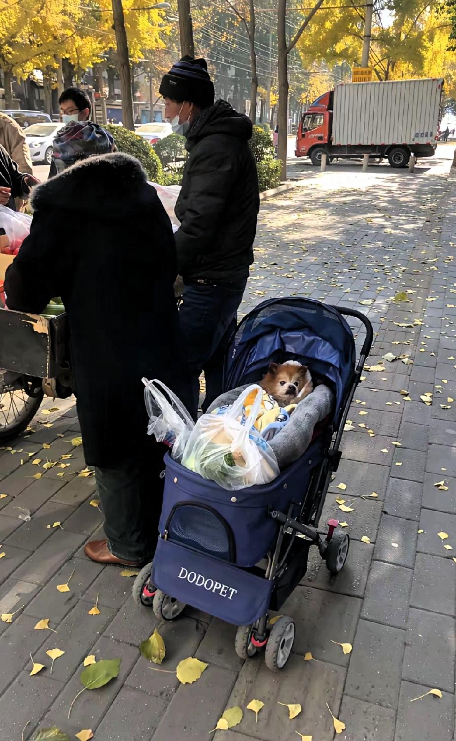 太有趣了！本以为婴儿车里推的是婴儿，走近一看原来是一个可爱的“毛孩子”！