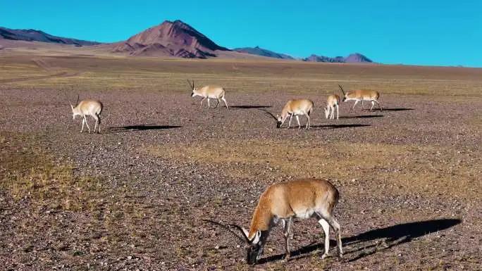 西藏保护了20年藏羚羊，现在全国数量已超30万，为何仍然是保护动物？生活在高原附