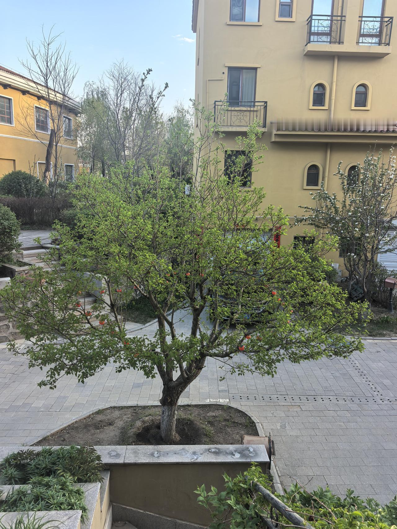 昨天晚上请同学吃饭，流的眼泪相当于几个月的总和。老爹去世，同学们给捎礼，有十