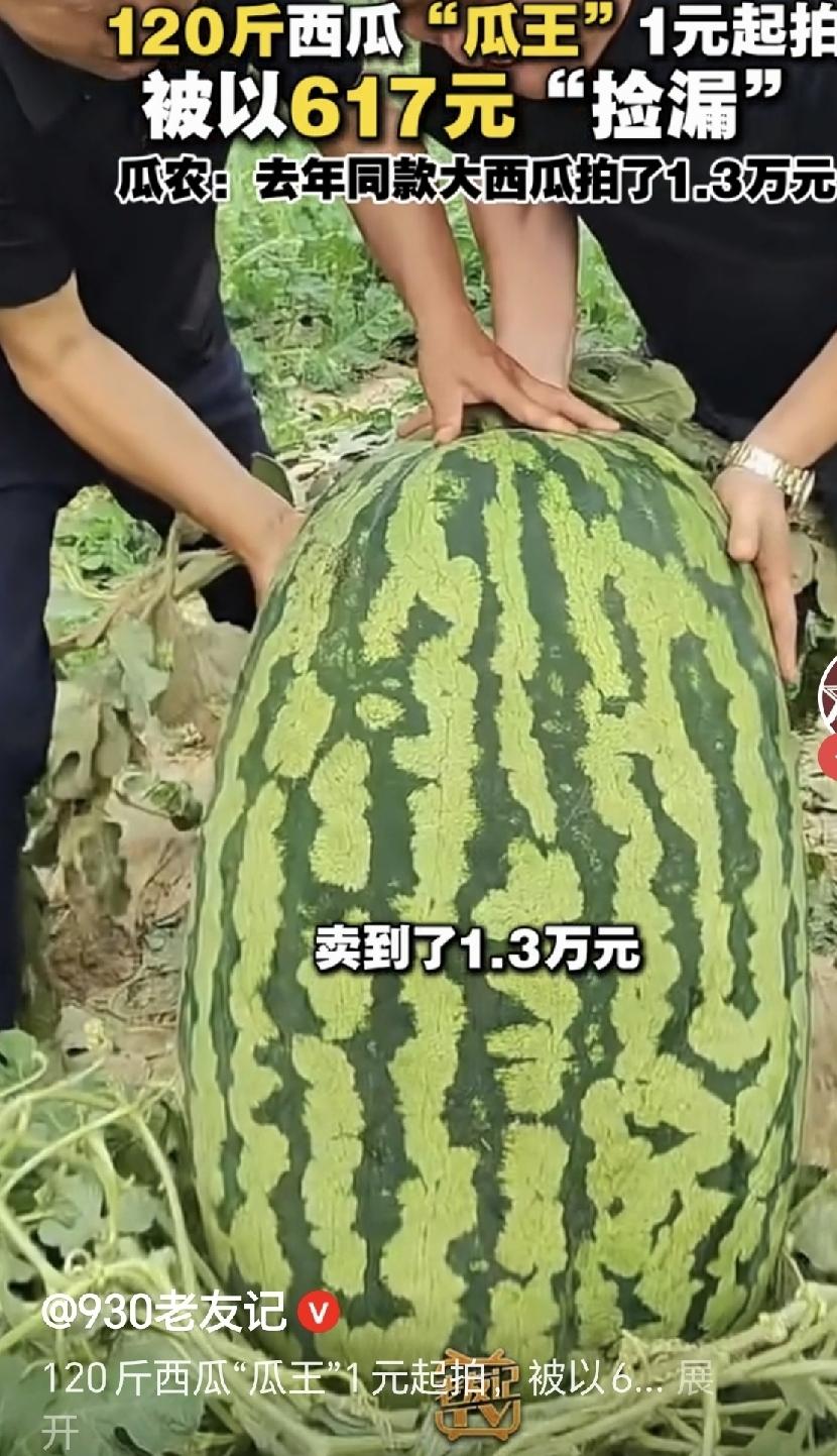 天价西瓜惨遭滑铁卢！120斤“瓜王”只卖617元，瓜农哭了：这瓜保熟，但保不了本