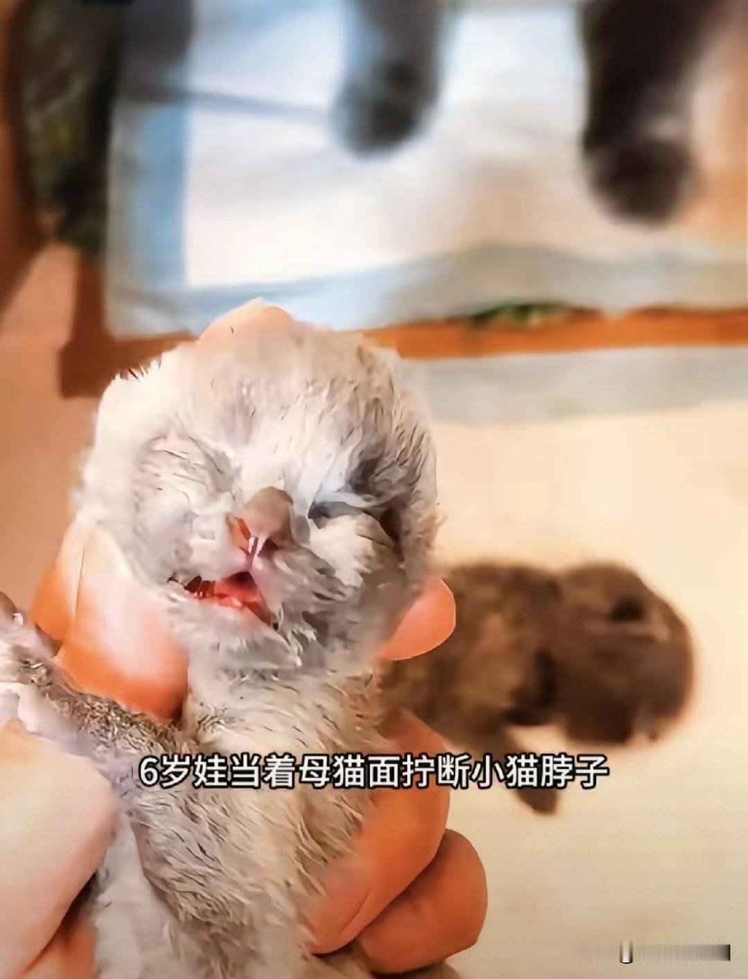 6岁娃当面摔死3只幼猫！父亲一句“死了就死了”，比虐猫更让人寒心！6岁男孩