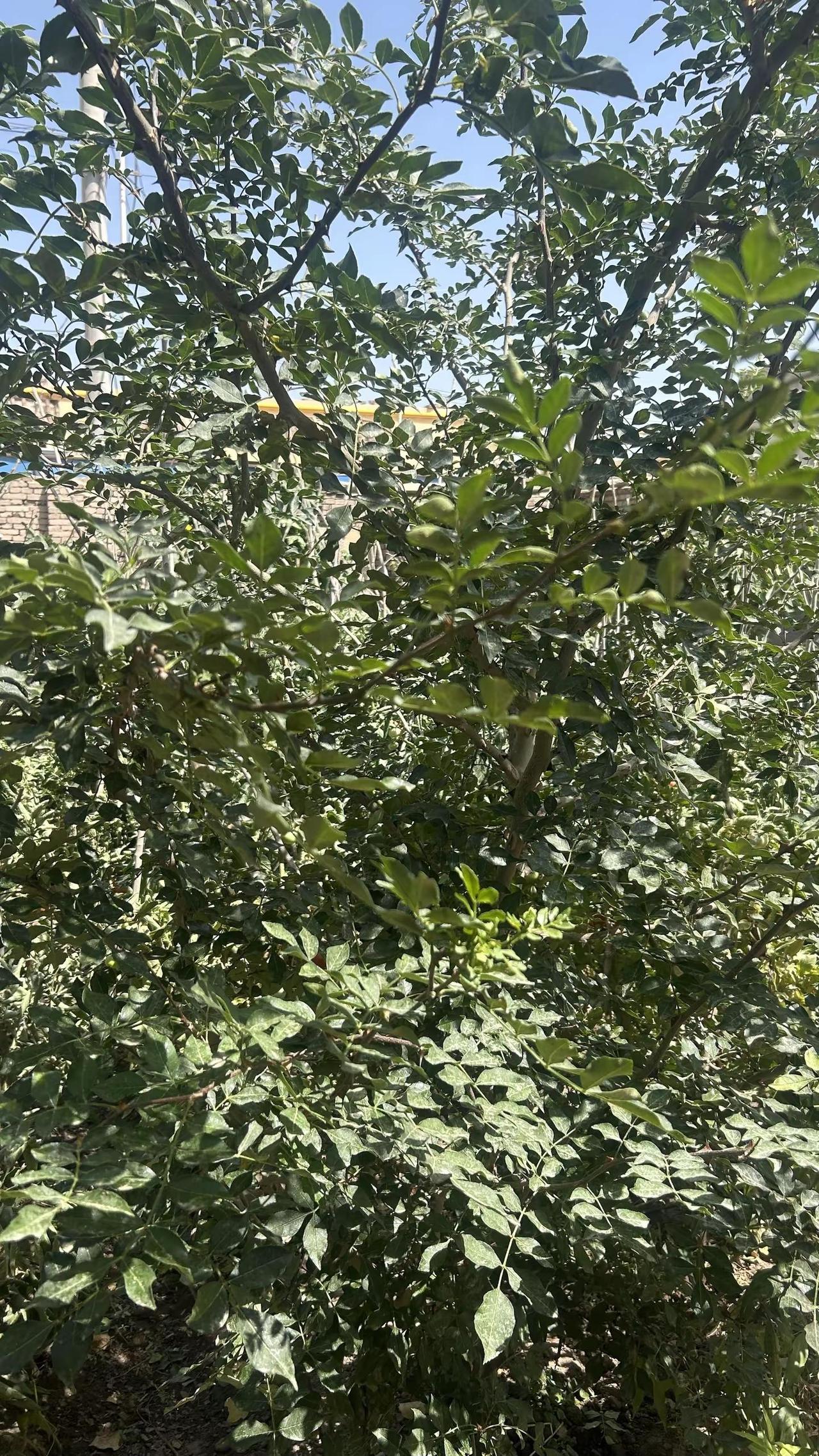 小小一棵花椒树，结了那么多花椒。花椒树的果实花椒树硕果累累硕果累累的花椒树