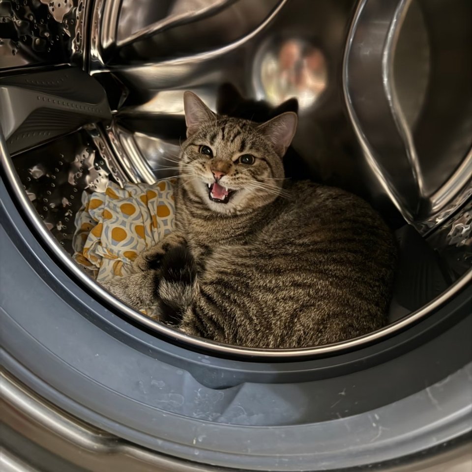 萌宠怎么把猫赶出洗衣机？