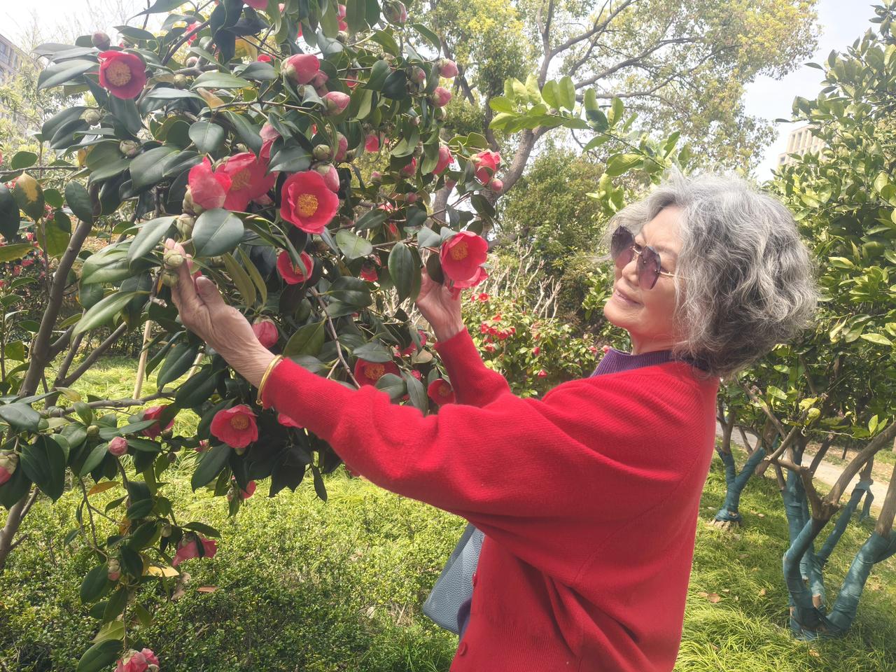 无锡的金匮公园，樱花🌸海棠盛世美景80岁的漂